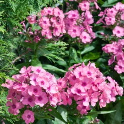 Bio Flammenblume 'Adessa® Rose Eye' Rosa, Topf-Ø 11 Cm, 3er-Set