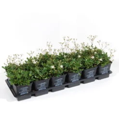 Vinca Minor Austria® (Immergrün-Duo Rot/weiß), 6er-Set, Topf 13 Cm Ø -Stilvoller Gartenbedarfsladen 0310107705 Vinca minor Austria 6er Set rot weiss 2 103574