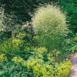 Bio Rasen-Schmiele, Topf-Ø 11 Cm, 3er-Set -Stilvoller Gartenbedarfsladen 0310300023 Deschampsia caespitosa Koelles Beste 9 11er Topf rot 4893