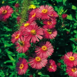 Stilvoller Gartenbedarfsladen 2 Bio Raublatt-Aster 'Alma Pötschke' Rosarot, Topf-Ø 12 Cm, 3er-Set