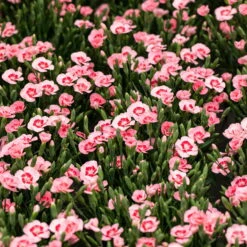 Stauden Nelken 'Peach Party®' Apricot Mit Rotem Auge, Topf-Ø 10,5 Cm, 6er-Set -Stilvoller Gartenbedarfsladen 0310501038 Dianthus Peach Party 3er Set2 87648