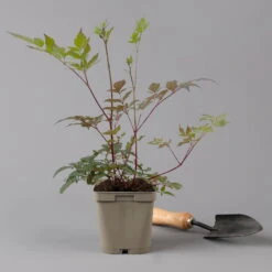 Bio Prachtspiere Rot, Topf-Ø 11 Cm, 3er-Set -Stilvoller Gartenbedarfsladen 0319100263 astilbe arendsii rot 125668