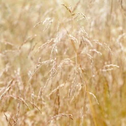 Bio Rasen-Schmiele, Topf-Ø 11 Cm, 3er-Set -Stilvoller Gartenbedarfsladen 0319100300 Deschampsia cespitosa 83083