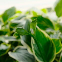 Funkie 'So Sweet' Weiß, Topf-Ø 11 Cm, 3er-Set -Stilvoller Gartenbedarfsladen 0319100340 Hosta plantaginea So Sweet 3er Set 4 113849