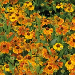 Stilvoller Gartenbedarfsladen 6 Bio Sonnenbraut 'Waltraut' Orange-gelb, Topf-Ø 11 Cm, 3er-Set