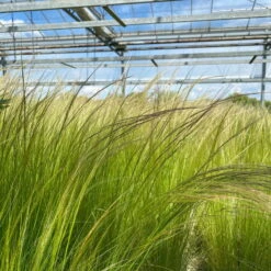 Bio Federgras, Topf-Ø 12 Cm, 3er-Set -Stilvoller Gartenbedarfsladen 0319100517 Stipa tenuissima Ponytails 3er Set T12 20 122453