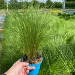 Pflanzenset 'Spätsommer-Gold' Gelb-orange, Topf-Ø 12 Cm, 4er-Set -Stilvoller Gartenbedarfsladen 0319100517 Stipa tenuissima Ponytails 3er Set T12 3 122452