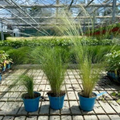 Bio Federgras, Topf-Ø 12 Cm, 3er-Set -Stilvoller Gartenbedarfsladen 0319100517 Stipa tenuissima Ponytails 3er Set T12 4 122454