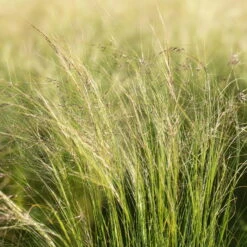 Pflanzenset 'Spätsommer-Gold' Gelb-orange, Topf-Ø 12 Cm, 4er-Set -Stilvoller Gartenbedarfsladen 0319100517 Stipa tenuissima Ponytails 3er Set 2 107950