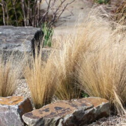 Bio Federgras, Topf-Ø 12 Cm, 3er-Set -Stilvoller Gartenbedarfsladen 0319100517 Stipa tenuissima Ponytails 3er Set 3 107952 1