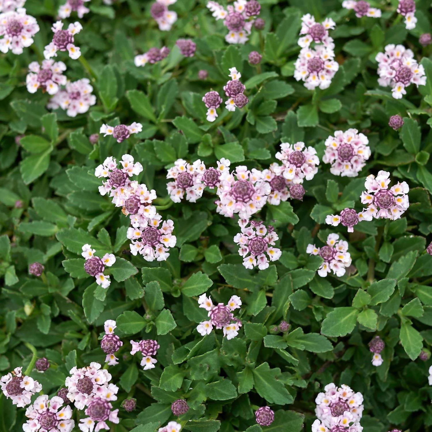 Bio Teppichverbene Weiß-rosa, Topf-Ø 12 Cm, 6er-Set 1 Bio Teppichverbene Weiß-rosa, Topf-Ø 12 Cm, 6er-Set