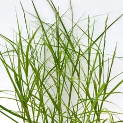 Bio Palmwedel-Segge Rotbraun, Topf-Ø 11 Cm, 3er-Set -Stilvoller Gartenbedarfsladen 0319100543 carex muskingumensis 6 125007