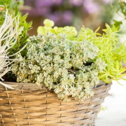 Spatelblättriges Garten-Fettblatt 'Cape Blanco' Gelb, Topf-Ø 12 Cm, 6er-Set -Stilvoller Gartenbedarfsladen 0319200087 Sedum spath Cape Blanco 6er Set gelb 3 112572