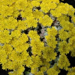 Spatelblättriges Garten-Fettblatt 'Cape Blanco' Gelb, Topf-Ø 12 Cm, 6er-Set -Stilvoller Gartenbedarfsladen 0319200087 Sedum spath Cape Blanco 6er Set gelb 4 112571