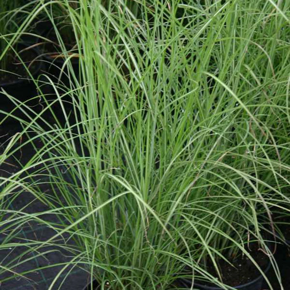 Bio Chinaschilf 'Gracilimus', Topf 5 Liter 1 Bio Chinaschilf 'Gracilimus', Topf 5 Liter