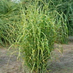 Bio Zebragras 'Zebrinus', Topf 5 Liter -Stilvoller Gartenbedarfsladen 0320300264 Miscanthus sin Zebrinus KB 5ltr Cont 34957