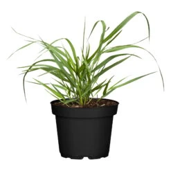 Bio Rutenhirse 'Squaw', Rosa, Topf 5 Liter -Stilvoller Gartenbedarfsladen 0320300723 Panicum virgatum Squaw1 78154