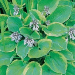 Funkie 'So Sweet' Weiß, Topf-Ø 11 Cm, 3er-Set -Stilvoller Gartenbedarfsladen 0320600169 Hosta plant. So Sweet 46350