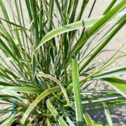 Bio Reitgras 'Karl Foerster', Topf 5 Liter -Stilvoller Gartenbedarfsladen 0321600002 Calamagrostis acut Overdam 6 113977