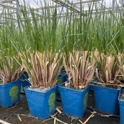 Bio Pampasgras 'Evita'®, Topf 5 Liter -Stilvoller Gartenbedarfsladen 0321600004 cordateria sellonan evita 4 123883