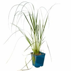 Bio Pampasgras 'Pumila', Topf 5 Liter -Stilvoller Gartenbedarfsladen 0321600005 Cortaderia selloana Pumila 5L 3 112425