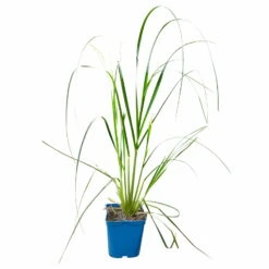 Bio Pampasgras 'Pumila', Topf 5 Liter -Stilvoller Gartenbedarfsladen 0321600005 Cortaderia selloana Pumila 5L 5 112426