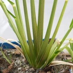 Bio Pampasgras 'Pumila', Topf 5 Liter -Stilvoller Gartenbedarfsladen 0321600005 Cortaderia selloana Pumila 5L 8 112493