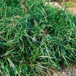 Stilvoller Gartenbedarfsladen 8 Bio Lampenputzergras 'National Arboretum' Braun, Höhe 60-80 Cm, 5 Liter Topf