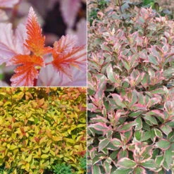 Gehölz-Set Buntlaubig, 3er-Set, Topf 3+4,6 Liter