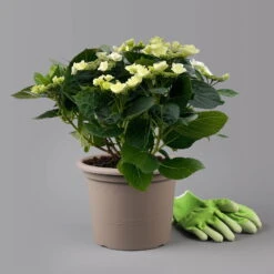 Kölle Tellerhortensie, Hydrangea Macropylla, Weiß, Im 5 Lt. Topf