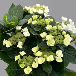 Kölle Tellerhortensie, Hydrangea Macropylla, Weiß, Im 5 Lt. Topf -Stilvoller Gartenbedarfsladen 0415100672 hydrangea mac teller weiss 4 125095