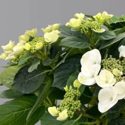 Kölle Tellerhortensie, Hydrangea Macropylla, Weiß, Im 5 Lt. Topf -Stilvoller Gartenbedarfsladen 0415100672 hydrangea mac teller weiss 5 125094
