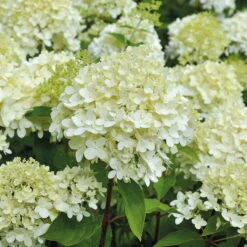 Rispenhortensien-Kollektion 'Weiss' (Hydrangea Paniculata), 3er-Set, Topf 4,6 L -Stilvoller Gartenbedarfsladen 0415300054 Rispenhortensie Hydrangea limelight 5lt 01 49435