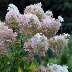 Rispenhortensie 'Phantom' Im 5 L Topf -Stilvoller Gartenbedarfsladen 0415300142 KB Hydrangea pan Phantom Co 4 6 5l 49267