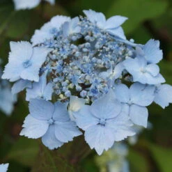 Ausgewählte Produkte -Stilvoller Gartenbedarfsladen 0415500167 Hydrangea serrata Blue Deckle Blue Bird 1 104397