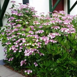 Japanische Berg-Hortensien 'Blue Deckle' & 'Blue Bird', 2er-Set, Topf 4 Liter -Stilvoller Gartenbedarfsladen 0415500167 Hydrangea serrata Blue Deckle Blue Bird 2 104398