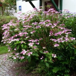Japanische Berg-Hortensien 'Blue Deckle' & 'Blue Bird', 2er-Set, Topf 4 Liter -Stilvoller Gartenbedarfsladen 0415500167 Hydrangea serrata Blue Deckle Blue Bird 3 104399