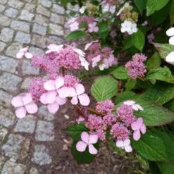 Japanische Berg-Hortensien 'Blue Deckle' & 'Blue Bird', 2er-Set, Topf 4 Liter -Stilvoller Gartenbedarfsladen 0415500167 Hydrangea serrata Blue Deckle Blue Bird 4 104400