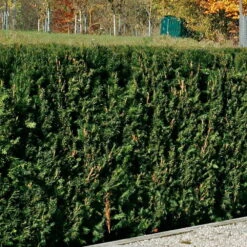 Heckeneibe Taxus Baccata 'Westerstede', 50er-Set, Höhe 40-50 Cm, Topf 5 Liter