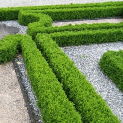 Kugel-Lebensbaum 'Mecki'®, 10er-Set, Höhe 15-20 Cm, Topf 3 Liter -Stilvoller Gartenbedarfsladen 0430350450 Thuja occ Mecki 10er Set 1 111726