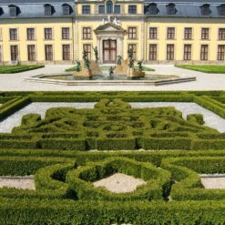 Kugel-Lebensbaum 'Mecki'®, 10er-Set, Höhe 15-20 Cm, Topf 3 Liter -Stilvoller Gartenbedarfsladen 0430350450 Thuja occ Mecki 10er Set 2 111727