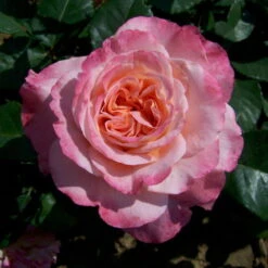 Duftende Edelrose 'Augusta Luise®', Rose-aprikot, Doppelbogen, Topf 10 Liter -Stilvoller Gartenbedarfsladen 0460100285 Augusta Luise RGB 5925