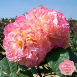 Duftende Edelrose 'Augusta Luise®', Rose-aprikot, Doppelbogen, Topf 10 Liter -Stilvoller Gartenbedarfsladen 0460100704 KB Augusta Luise Premium Edelrose mEinklinker Duftrosenkollektion 49443