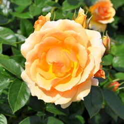 Stammrose 'Hansestadt Rostock®', Beetrose, Stammhöhe 60cm Im 7,5 Liter Topf