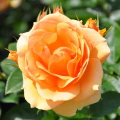 Stammrose 'Hansestadt Rostock®', Beetrose, Stammhöhe 60cm Im 7,5 Liter Topf -Stilvoller Gartenbedarfsladen 0460200634 HansestadtRostock RGB 5845