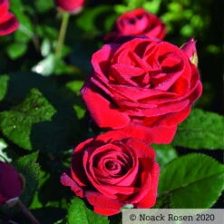 Beetrose 'Kompass'®, Rot, Topf 6 Liter -Stilvoller Gartenbedarfsladen 0460200855 Kompass Premium Beetrose rot Bluetenzauber1 76518