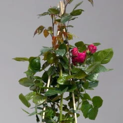 Beetrose 'Kompass'®, Rot, Topf 6 Liter -Stilvoller Gartenbedarfsladen 0460200855 beetrose kompass 1 124089