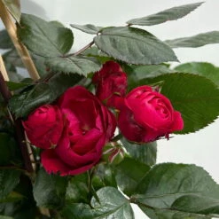 Beetrose 'Kompass'®, Rot, Topf 6 Liter -Stilvoller Gartenbedarfsladen 0460200855 beetrose kompass 7 123894