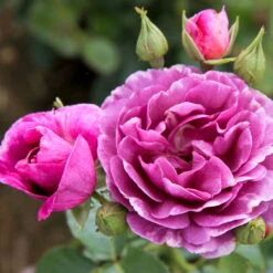 Duftende Beetrose 'Minerva®', Violett, Doppelbogen, Topf 10 Liter