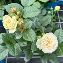 Duftende Strauchrose 'Artemis®', Cremeweiß, Topf 6 Liter -Stilvoller Gartenbedarfsladen 0460500339 Artemis Strauchrose cremeweiss 4 126475